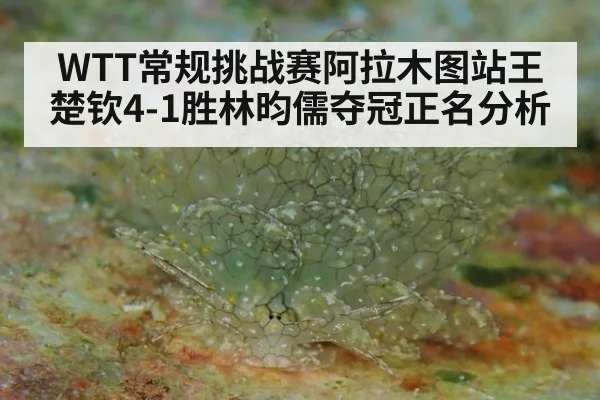 WTT常规挑战赛阿拉木图站王楚钦4-1胜林昀儒夺冠正名分析